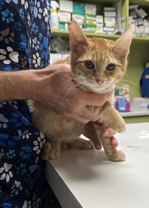 Две братчета на 3 месеца търсят дом