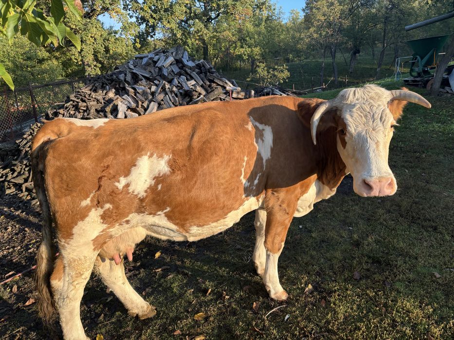 Vand Vaca Baltata Romaneasca 7 ani