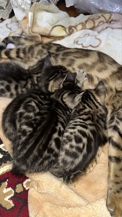 Бенгальские котята