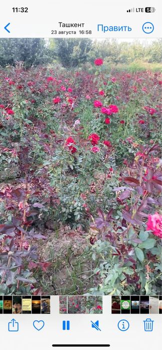 Atir gullar sotiladi ko’chati bilan optim hamasi