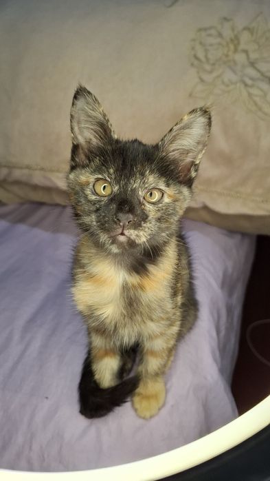 Ищем заботливых и любящих хозяев