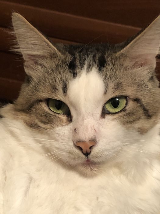 Отдам кота бесплатно в добрые руки.