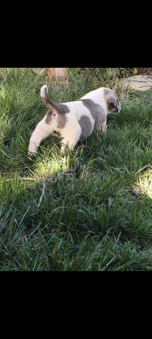 Mascul Ciobanesc de Asia Centralaă