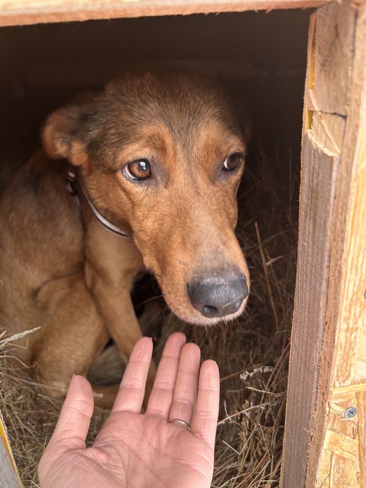 Отдам собаку в добрые руки