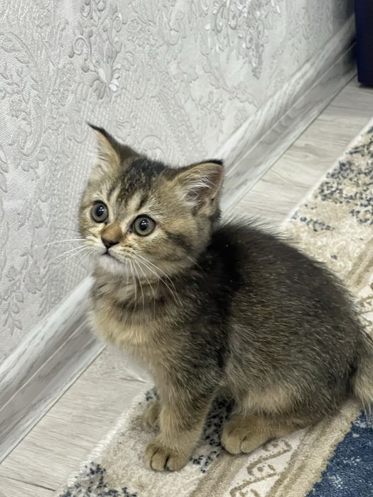 Кошки котята британская шиншилла