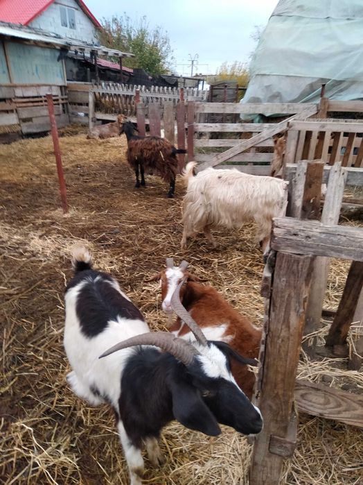 Vând 8 capre mai bătrâne