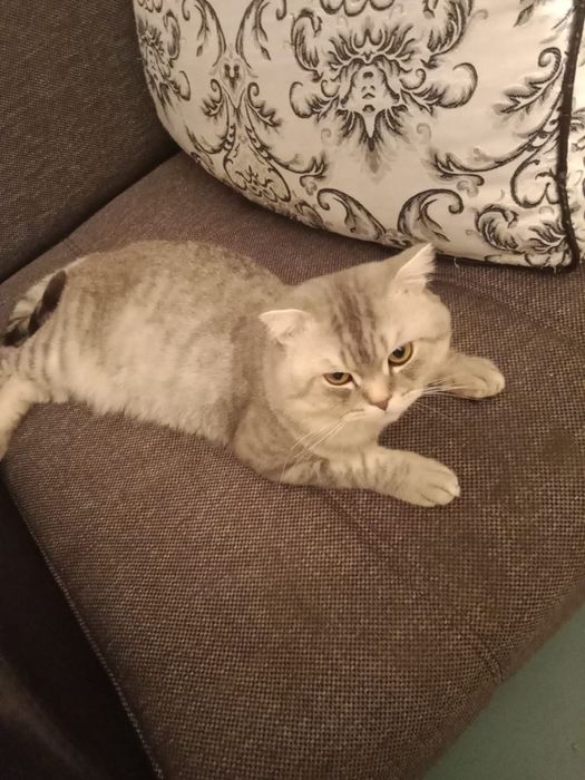 Отдам Шотландского кота