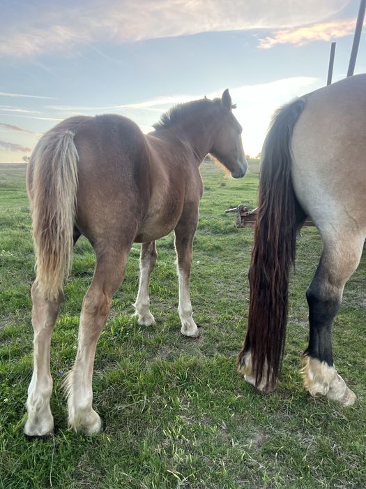 Vand manza de 5 luni