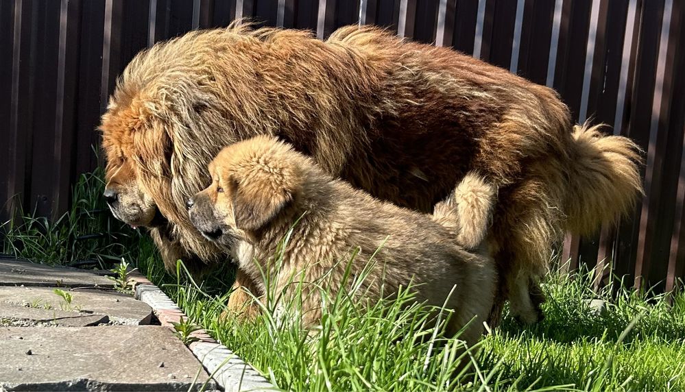 Mascul Mastiff Tibetan Coama Leu - 2 luni