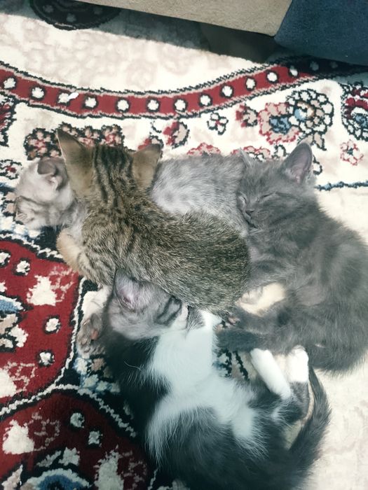 Mushuklar sotilmaydi ,sovg'a qilinadi. otdam darom na dobrimi rukam