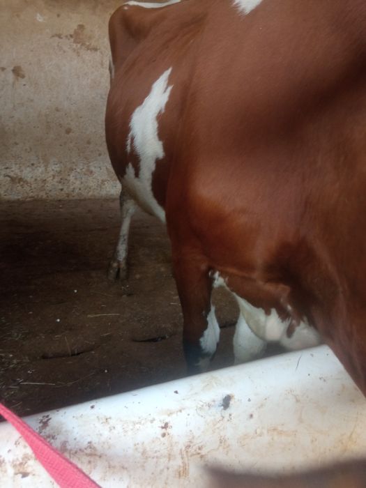 Sigir 4 litr sut beradi 5 oylik bugoz sotiladi