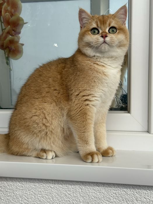 Btitish shorthair. golden