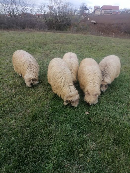 De vanzare oi pe ales