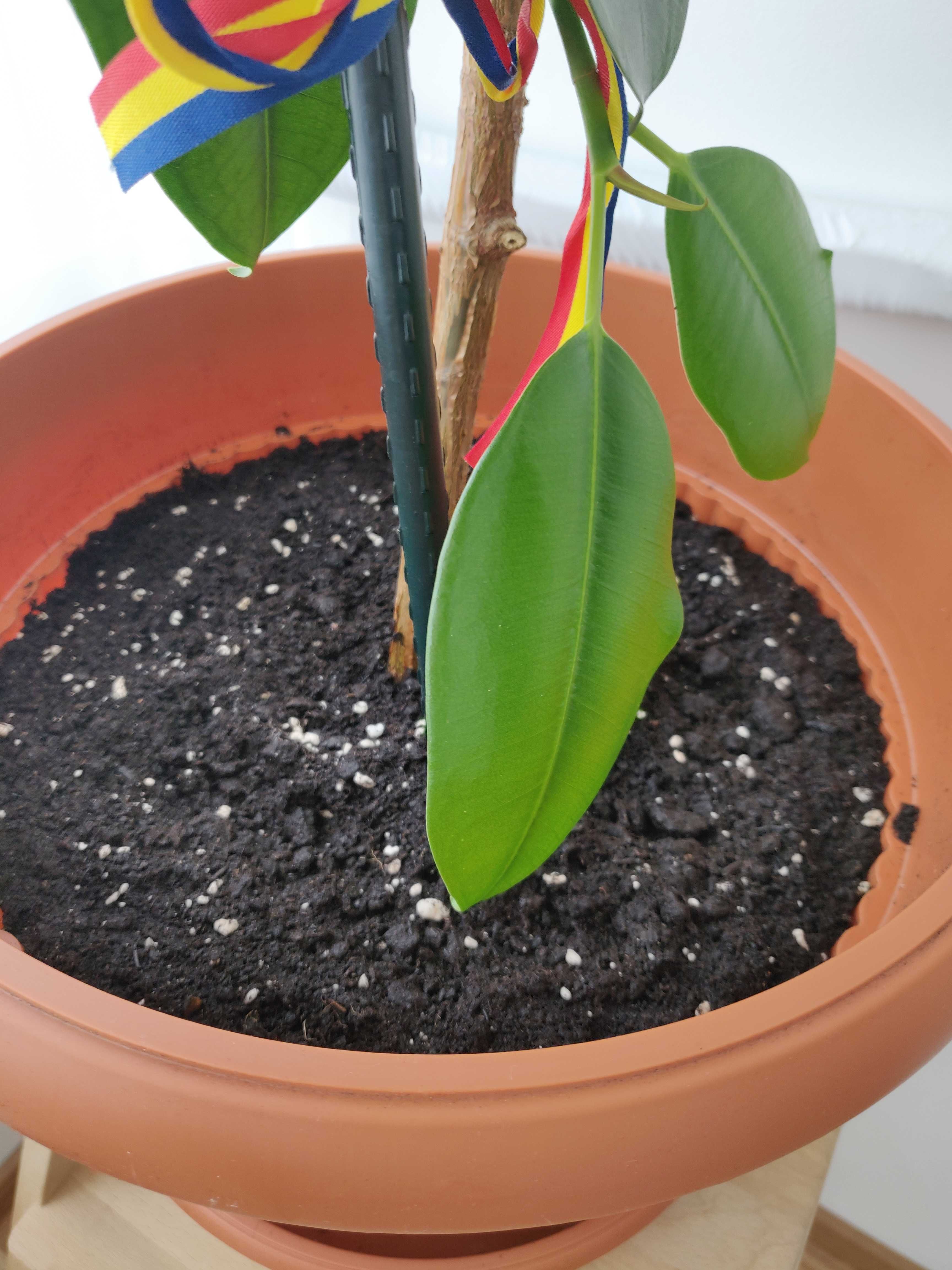 Ficus- Planta de apartament