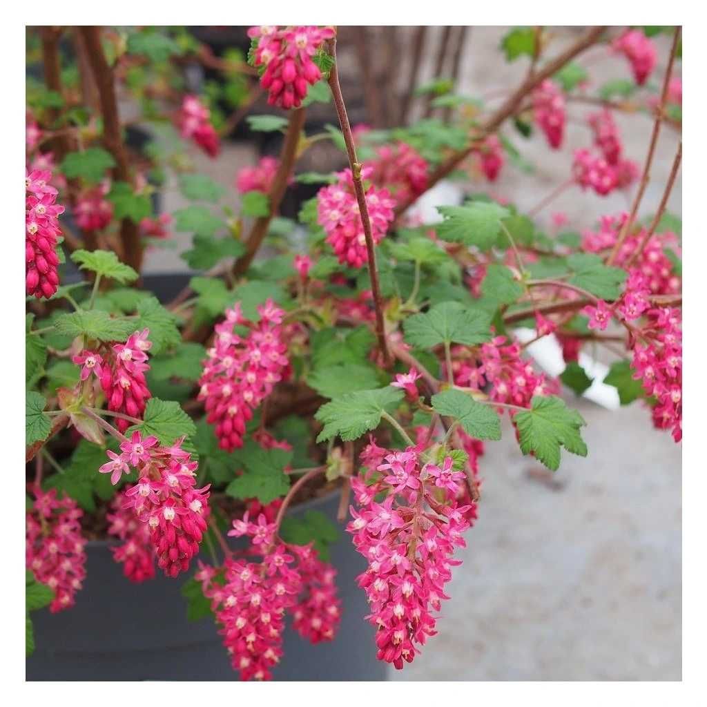 Ribes Amore/декоративно френско грозде/