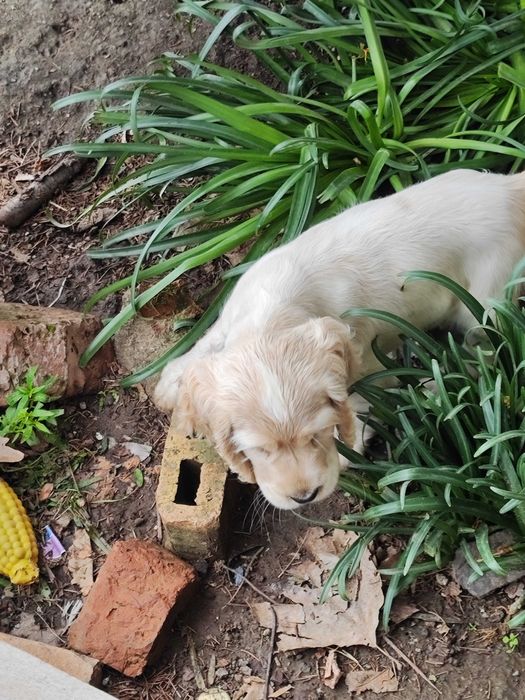 Продават се Кокер шпаньол