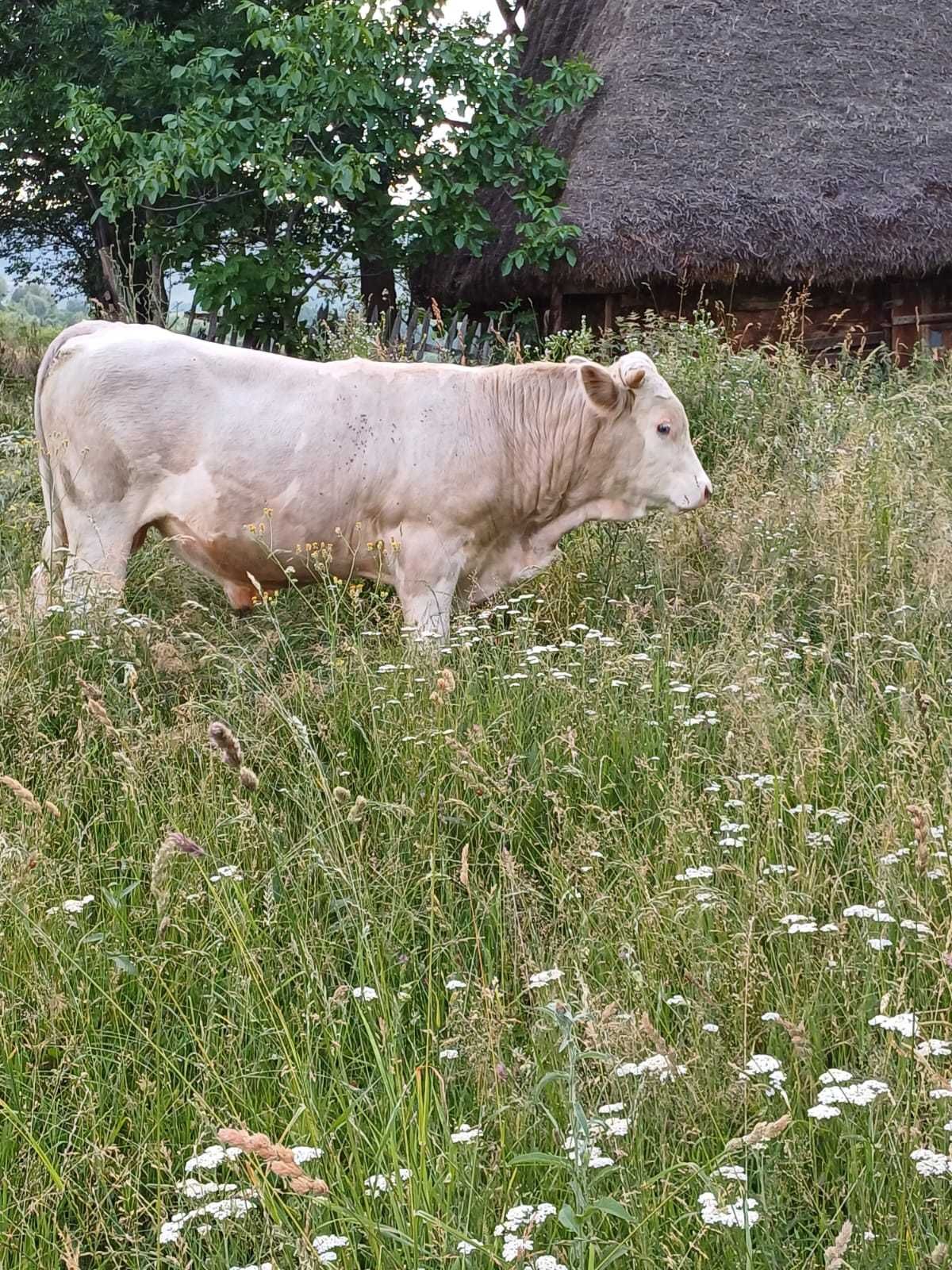 Vitel 450 Kg crescut la munte