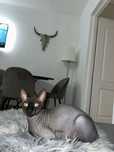 Donez motan Sphynx