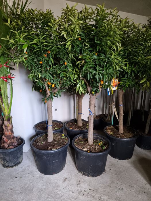 Măslin, tuia, mandarin, arbori, palmieri etc