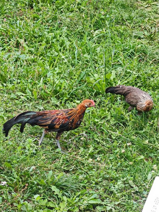 Pheonix pitic tineret