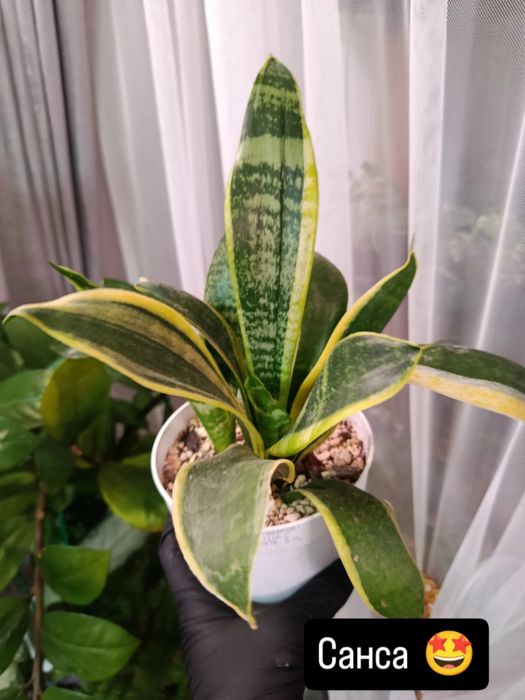 Продам  комнатные цветы