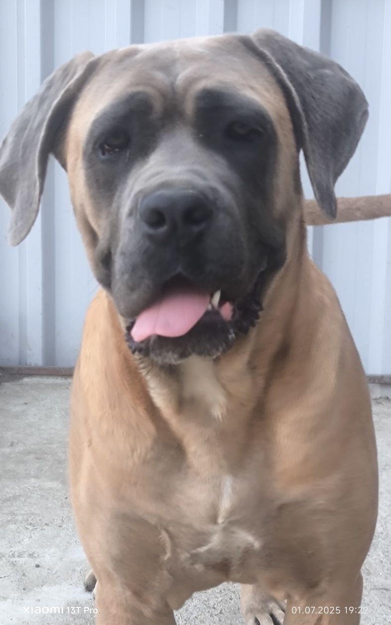 Femela Cane Corso, 13 luni, cu Pedigree+