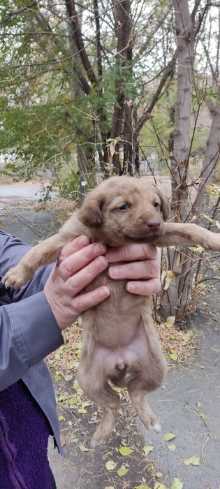 Дарим щенков в надежные руки (1 мальчик и 2 дев.)-возраст около 2мес.