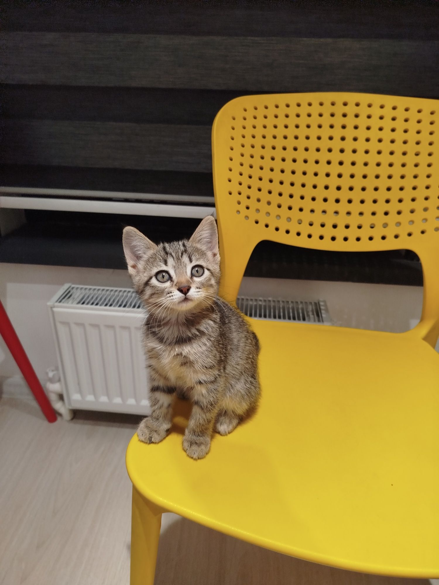 Котенок  отдам в хорошие руки