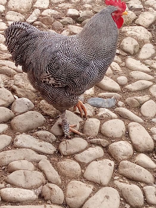 oua gaina rasa plymouth rock barat