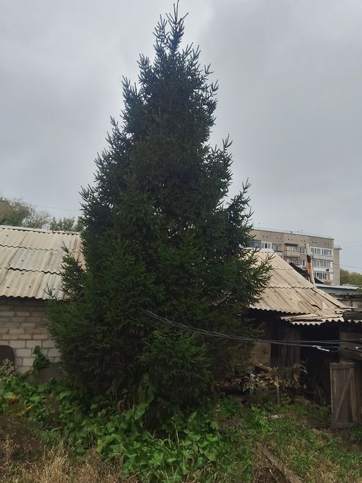 Продам две ели по 13 15 метров белорусская