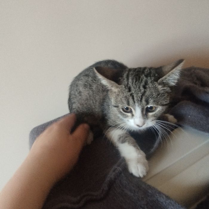 подаряват се котенца