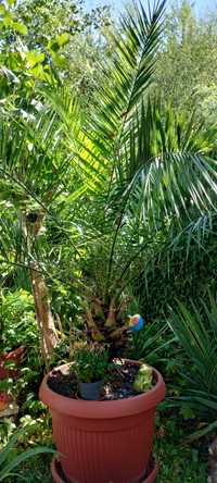 Финикова палма със саксия ф 60