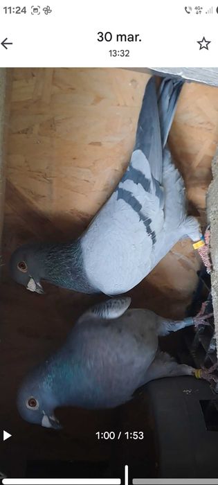Vand sau schimb  din Super Zburatori de top linie fond maraton extrem