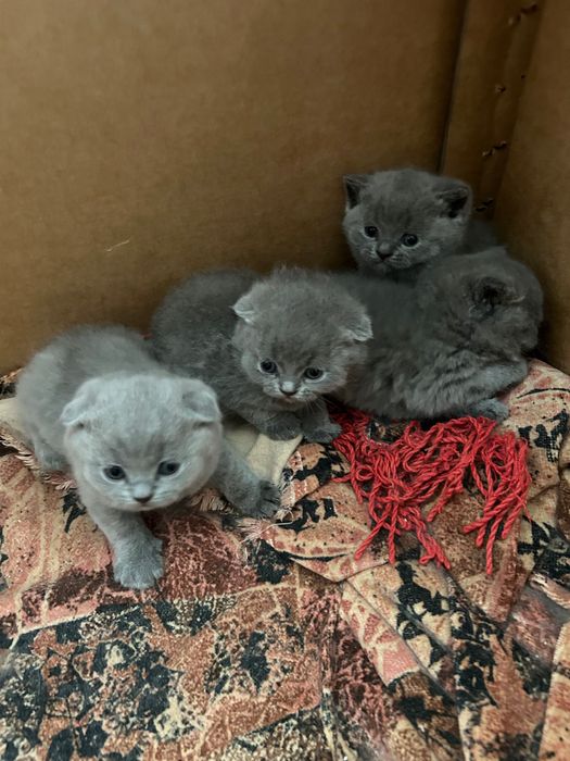 Котенца шотлански клепоухи и британчета