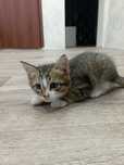 котенок мальчик.
