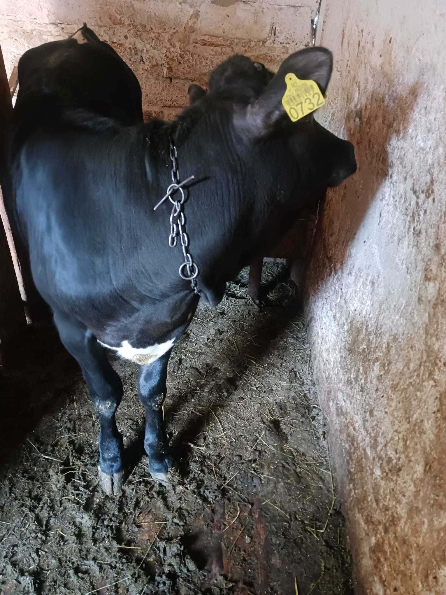 Vițică Holstein rasă pură – 6 luni – blândă și sănătoasă