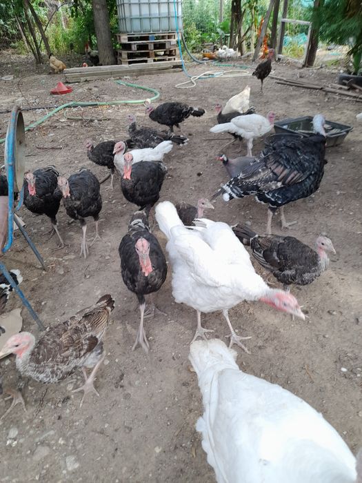 Vand curcani și curci