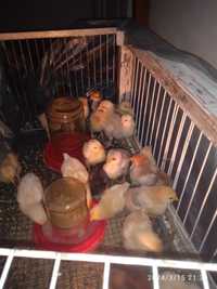 Продам Цыплят доманый