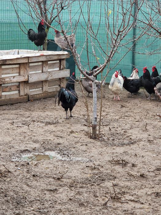 Cocoși Australorp