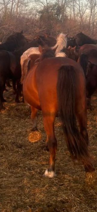 Продам Лошади все вместе