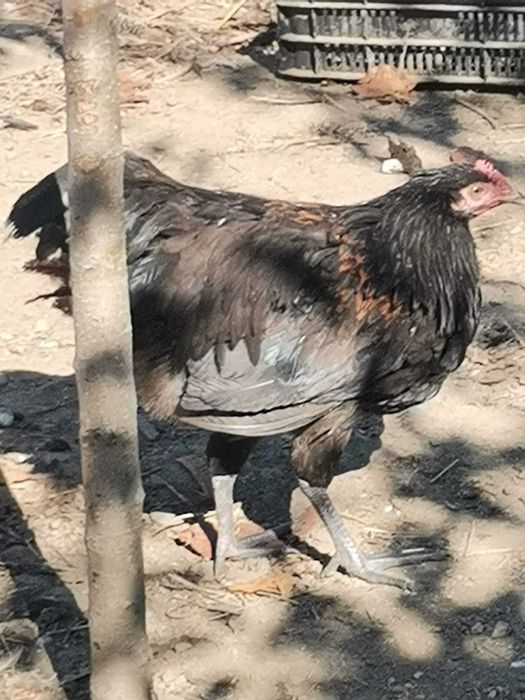 Vand cocosi australop