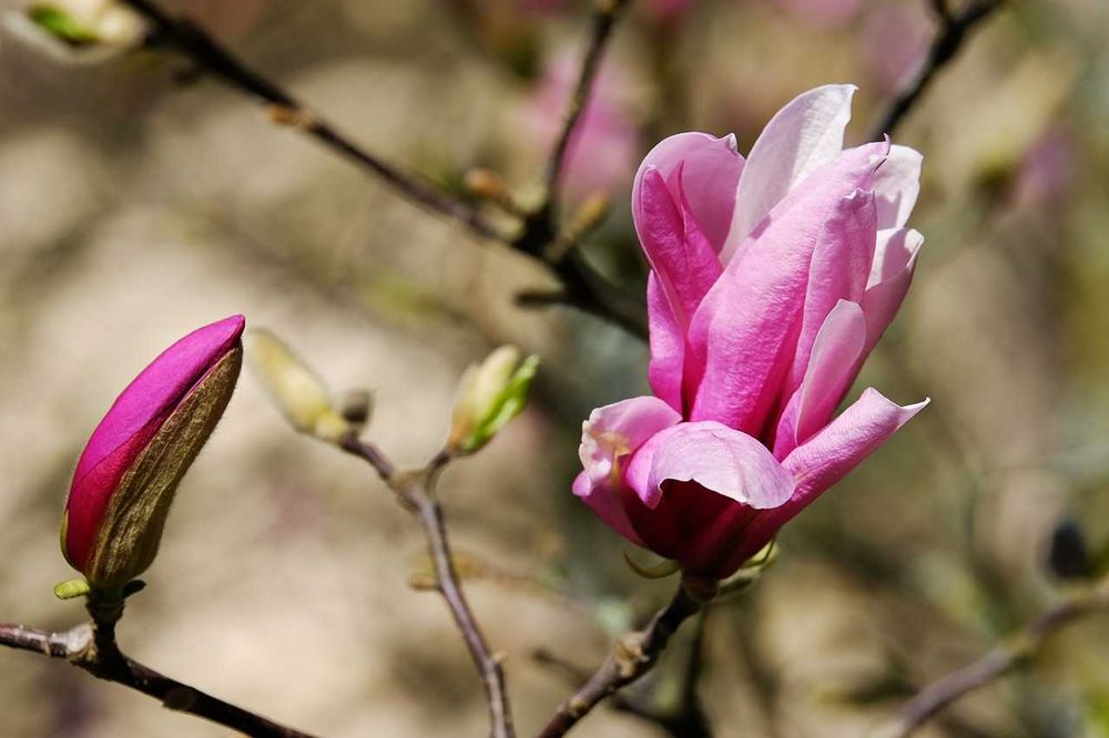 Magnolii la oferta, la ghiveci, diferite soiur, livrare prin curier.