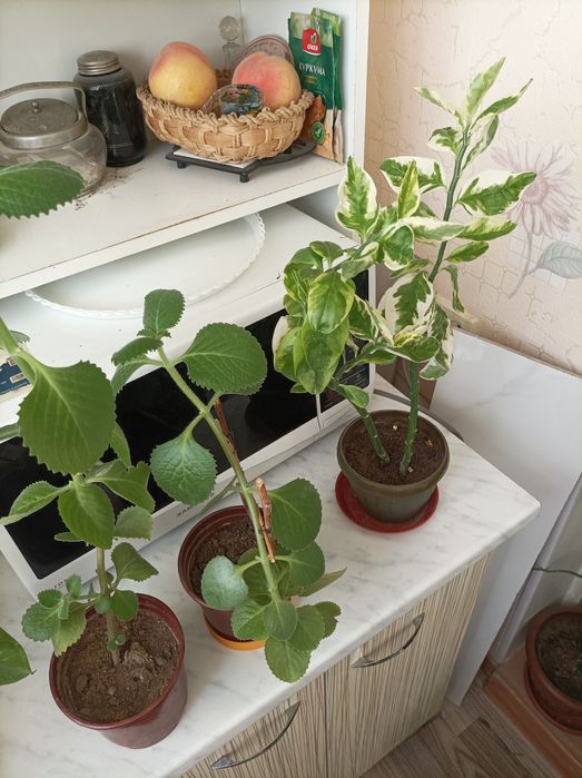 Цветок комнатный Педилантус