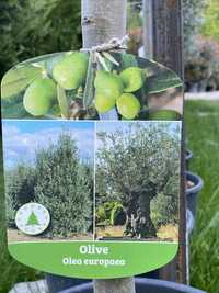 Olive ( măslini seculari)