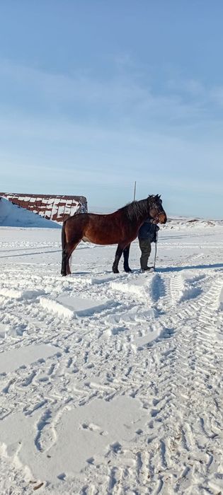 Продам лошадь 7 лет