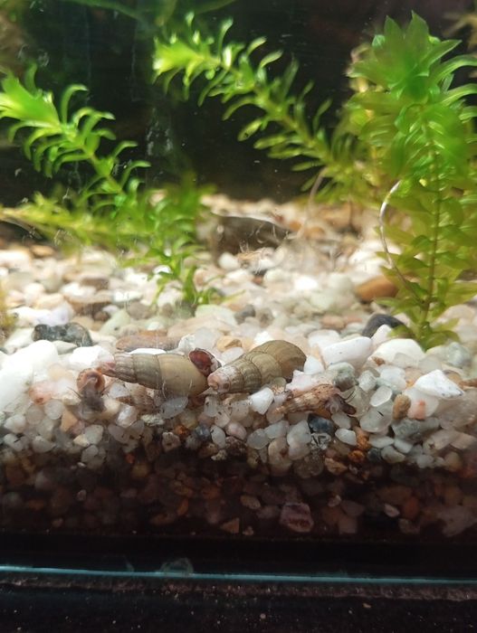 Melci de substrat Malaysia