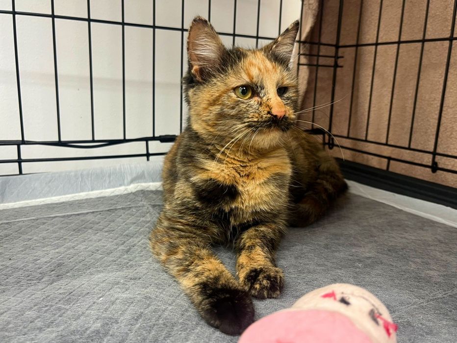 Pisicuță de patru luni