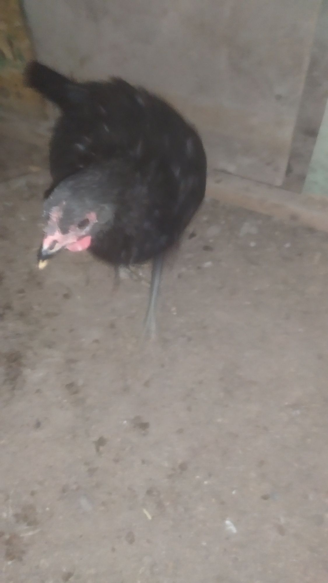 Qora shaxzoda joja 5 oylik vazni 1kilo gigant boʻladi narxi 149 ming