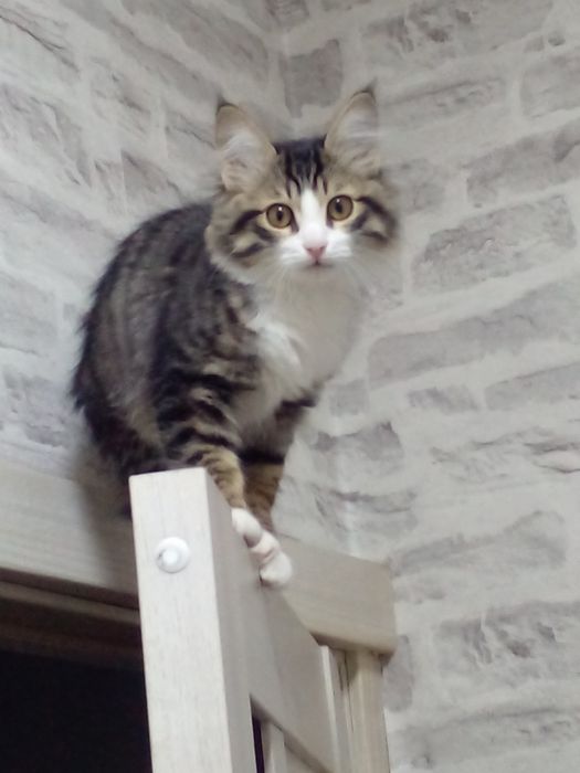 Мушук 5 ойлик 300 минг