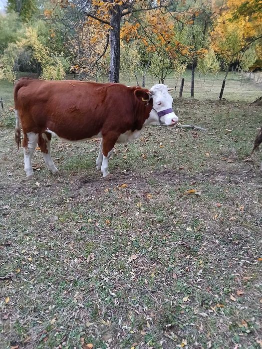 Vând junincă gestantă rasă bălțată blândă preț 6000ron ușor negociabil